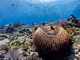 Barrel Sponge Gili Air  Divers - Gili Meno Divers Gili Trawangan Lombok Bali Indonesia